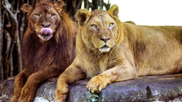 The Total Number Of Lion Deaths Recorded In The Country During The Last Five Years