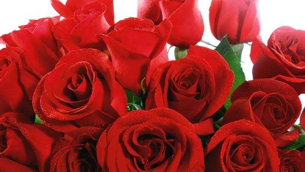 2.9 Crore Roses Were Exported From Bengaluru On The Occasion Of Valentines Day 2.9 Crore Roses Were Exported From Bengaluru On The Occasion Of Valentines Day