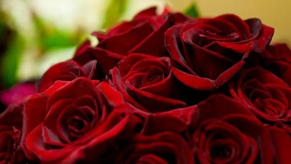 Gift These Items on Valentines Day According to Vastu Techniques for 100% Love Success