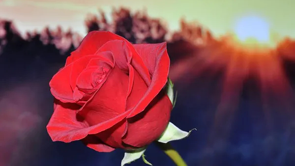 Gift These Items on Valentines Day According to Vastu Techniques for 100% Love Success