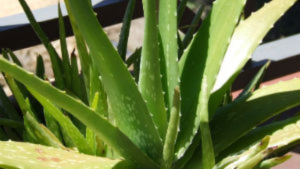 office desk plant vastu tips never keep these 5 plants on your desk in kannada