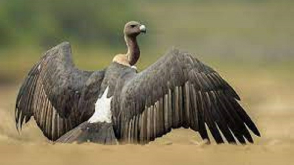 How To Preserve The Animals And Birds That Are Getting Away From Us