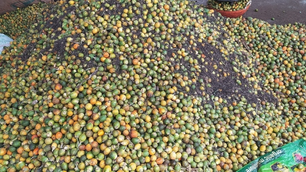 Arecanut Price Good news for arecanut growers of davanagere district