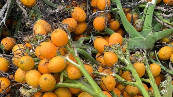 Arecanut Price increse In Davanagere district know Statistic details