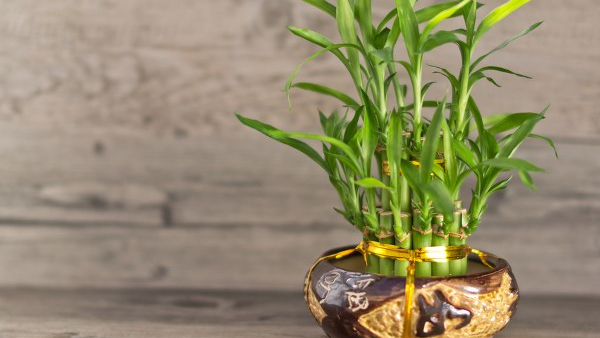 office desk plant vastu tips never keep these 5 plants on your desk in kannada