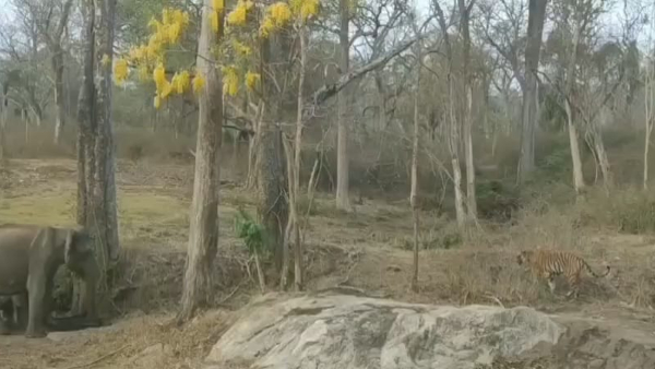 Fight between tiger and elephant in Bandipur video viral