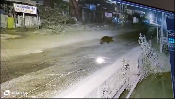 Bear found in Hiriyur city People are worried