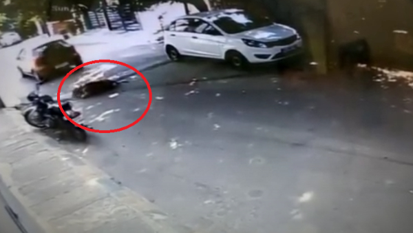 The Car Driver Cruelty Taking The Car Over A Sleeping Calf At Bengaluru