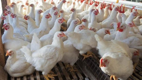 Why Chicken Price Suddenly Increased In Summer