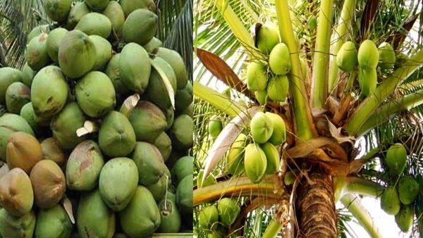 Expensive coconut coconut water price increase in bengaluru