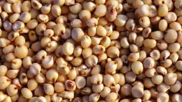 Jowar prices fall in the market Disappointment for Raichur growers