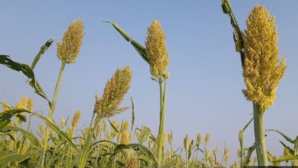 Jowar prices fall in the market Disappointment for Raichur growers