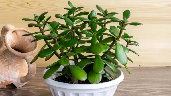 By planting these 5 plants at home, you will be blessed by Goddess Lakshmi and Lord Shiva By planting these 5 plants at home, you will be blessed by Goddess Lakshmi and Lord Shiva