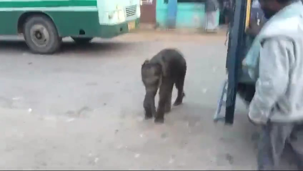 Forest department care to baby elephant came to Arepalya