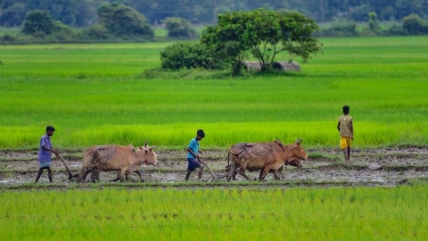 175 Per Cent Rise Female Student Taking Agriculture Course in India