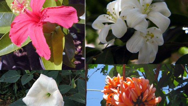 Shivratri 2024 Worship Shiva with favorite flowers on Shivaratri