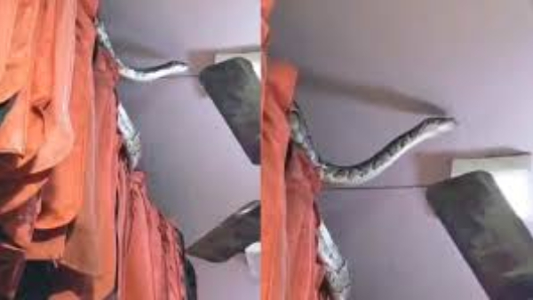 A giant python came to clothes shop video went viral