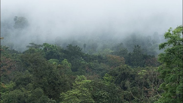 The Story Behind The Coorg Honey Valley Creation