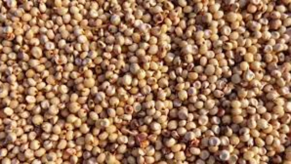 Jowar Price in Karnataka Markets Know Price List Here