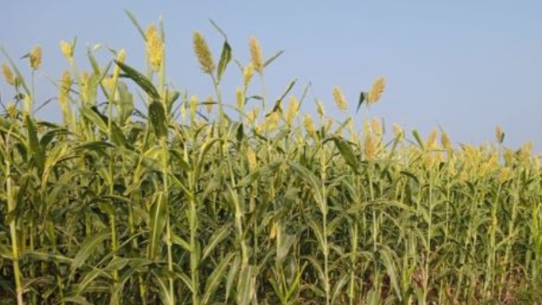 Gadag Jowar Price Drop Have Pushed Farmers to Financial Losses During Drought