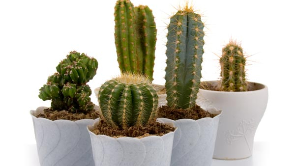 office desk plant vastu tips never keep these 5 plants on your desk in kannada