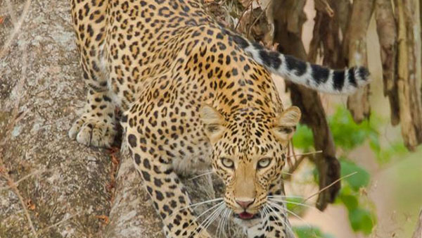 Leopard Detection in Mansur Village at Dharwad Again
