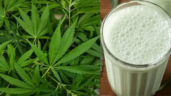 Know in kannada why lord shiva love ganja or bhang