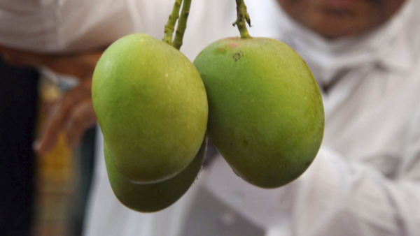 How To Make Raw Mango Gojju Or Mavinakayi Neer Gojju How To Make Raw Mango Gojju Or Mavinakayi Neer Gojju