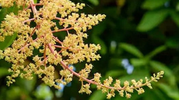 Mango Flowers Drying On The Tree Due To Summer