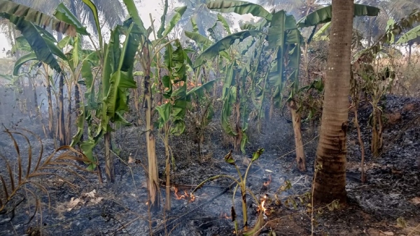 Miscreants Set Fire to Coconut Banana and Areca Nut Plantations in Mandya