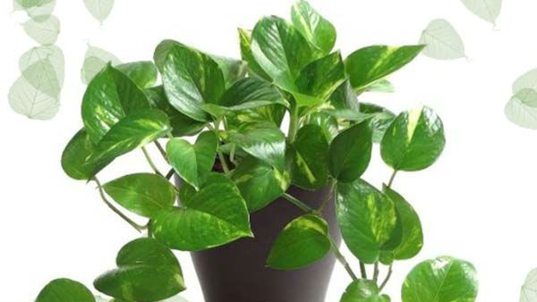 By planting these 5 plants at home, you will be blessed by Goddess Lakshmi and Lord Shiva By planting these 5 plants at home, you will be blessed by Goddess Lakshmi and Lord Shiva