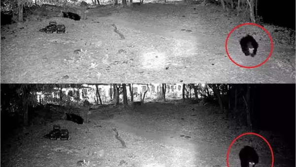 Movements of bears in Tirupati caught on CCTV camera Movements of bears in Tirupati caught on CCTV camera