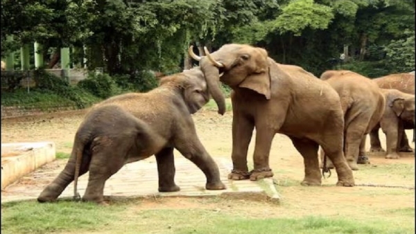 How To Take Care Of Mysuru Chamarajendra Zoo In summer Days How To Take Care Of Mysuru Chamarajendra Zoo In summer Days