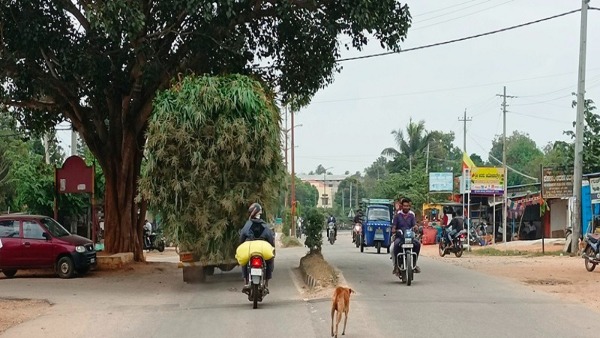 Green Fodder Is Being Transported From Mysuru HD Kote To Kerala