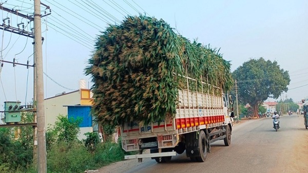 Green Fodder Is Being Transported From Mysuru HD Kote To Kerala