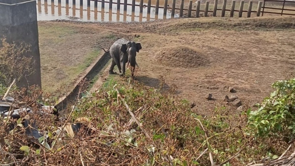 Karnataka Drought Water Scarcity Start In Nagarhole National Park