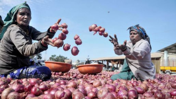 Govt to begin procurement of 500 000 tonnes of rabi onion in 2-3 days Govt to begin procurement of 500 000 tonnes of rabi onion in 2-3 days