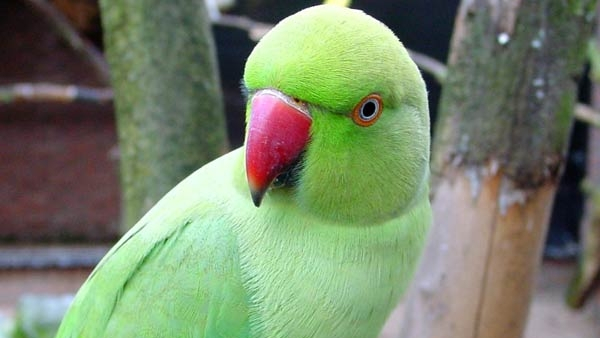 Parrot Vastu Tips Benefits of Keeping a Parrot at Home Parrot Vastu Tips Benefits of Keeping a Parrot at Home