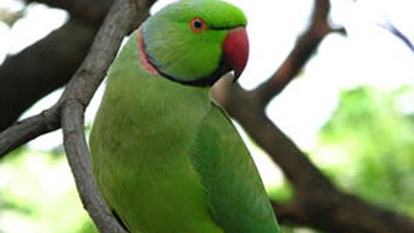 Parrot Vastu Tips Benefits of Keeping a Parrot at Home Parrot Vastu Tips Benefits of Keeping a Parrot at Home