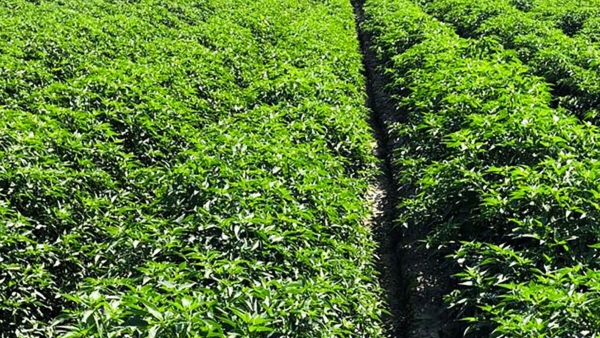 Farmers are in trouble due to fall in price of chillies in Raichur market