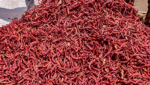 Farmers are in trouble due to fall in price of chillies in Raichur market