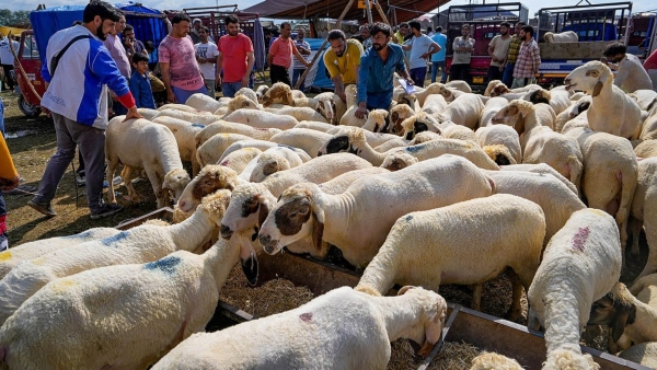 Priest strangled sheep s with his teeth and drink blood in Annur village