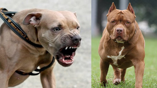 Government Urges States to Prohibit 23 Aggressive Dog Breeds Review the List