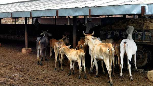 Raichur Cattle stagnated without water