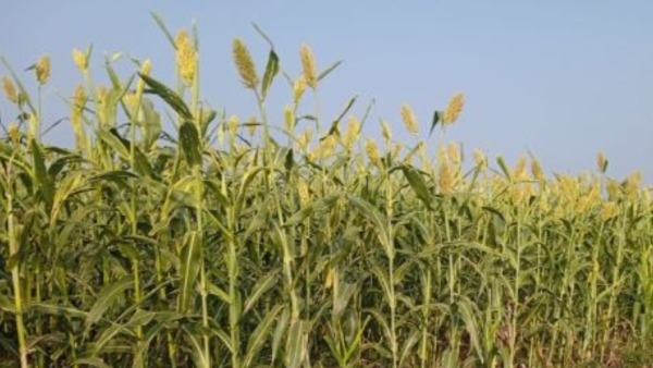 Raichur Farmers Protest Urge For Open Jowar Buying Center in District