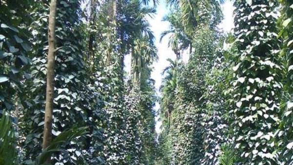 Robusta coffee black pepper and cardamom prices fall Hassan commercial growers lose millions
