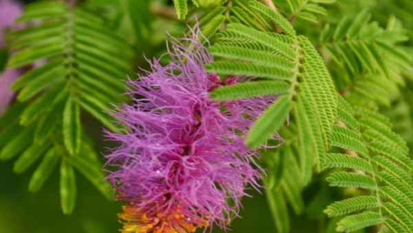 By planting these 5 plants at home, you will be blessed by Goddess Lakshmi and Lord Shiva By planting these 5 plants at home, you will be blessed by Goddess Lakshmi and Lord Shiva