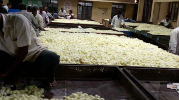 Silk Cocoon Price Sudden Falling Because Of Summer Silk Cocoon Price Sudden Falling Because Of Summer