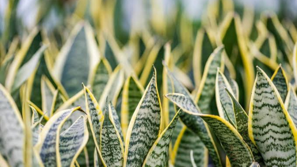 By planting these 5 plants at home, you will be blessed by Goddess Lakshmi and Lord Shiva By planting these 5 plants at home, you will be blessed by Goddess Lakshmi and Lord Shiva