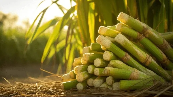 Holi 2024 Why is sugarcane roasted and eaten during Holika Dahana Holi 2024 Why is sugarcane roasted and eaten during Holika Dahana